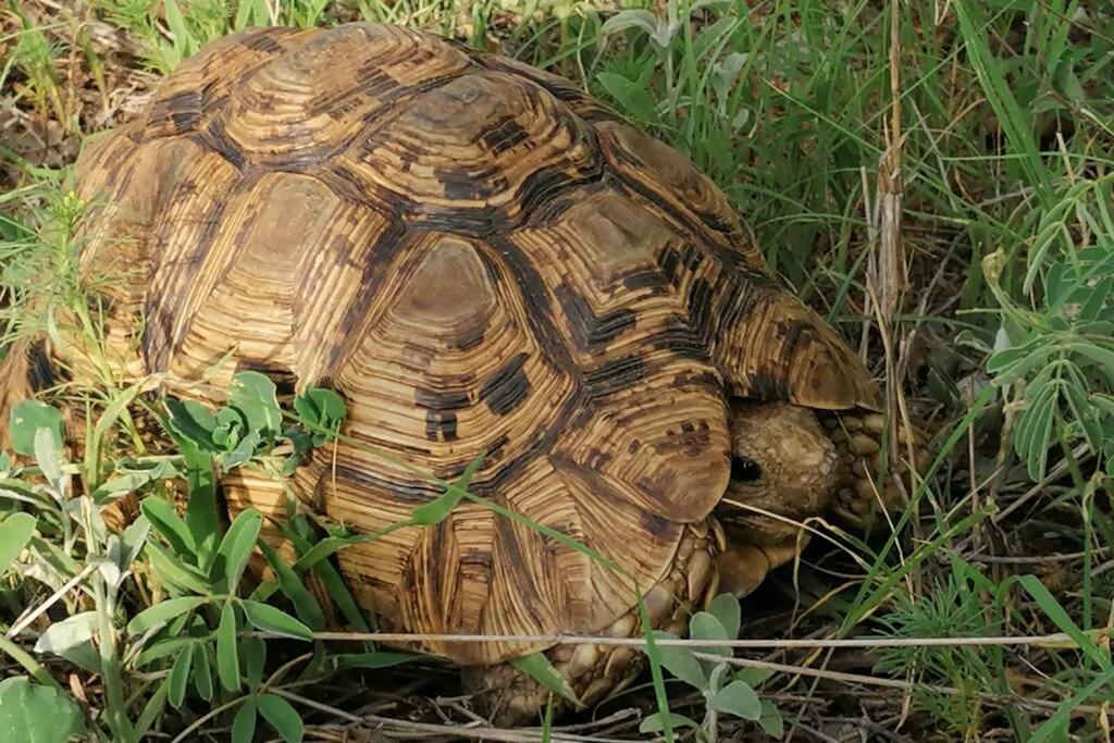 Willa Amukela Kaya Hoedspruit Zewnętrze zdjęcie