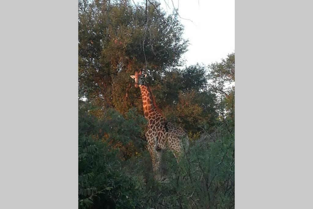 Willa Amukela Kaya Hoedspruit Zewnętrze zdjęcie